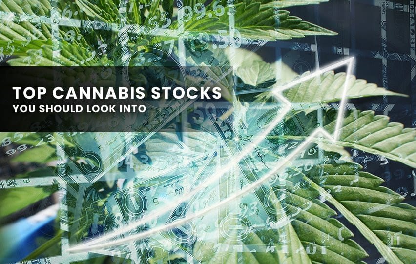 Top Cannabis Stocks You Should Look Into