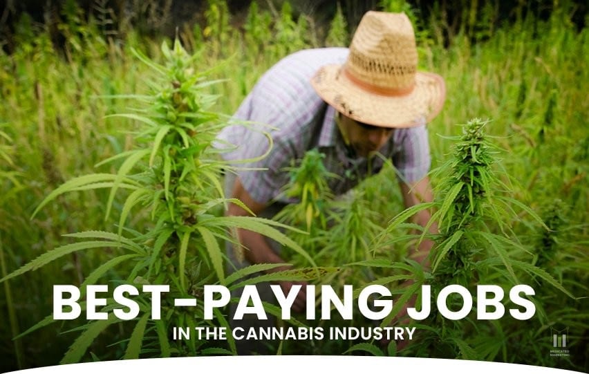 Best-Paying Jobs in the Cannabis Industry